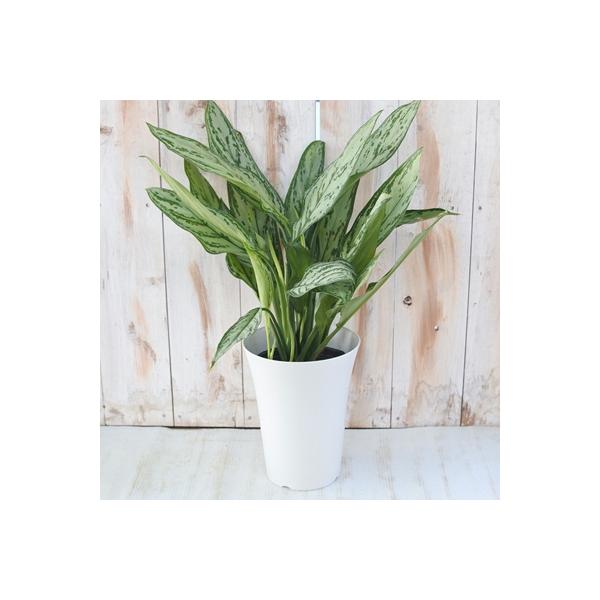 日本花キ流通 観葉植物 アグラオネマ シルバークイーン 6号鉢
