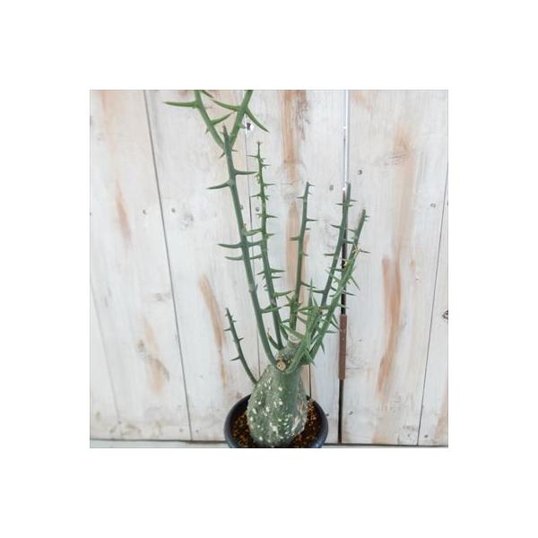 多肉植物 Caアデニア グロボーサ 現品販売 0601 04 コーデックス 多肉植物 Boisewomenrun Com