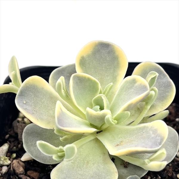 日本花キ流通 多肉植物 seオロスタキス 子持ち蓮華錦 7.5cm