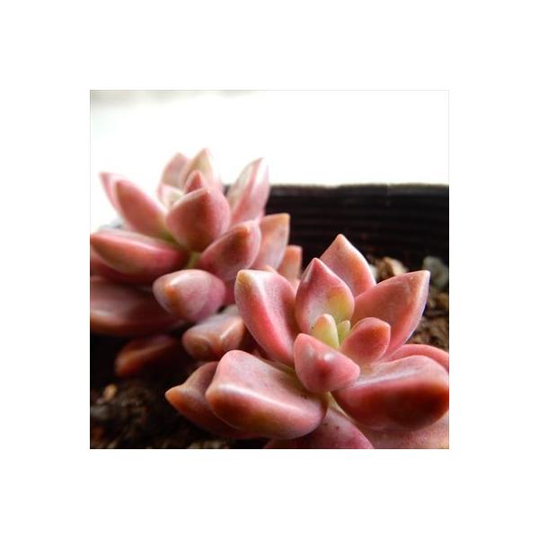 多肉植物 Sbグラプトペタルム ピーチ姫 ブロンズ姫錦 多肉植物 グラプトペタルム 7 5cmポット Buyee Buyee Japanese Proxy Service Buy From Japan Bot Online
