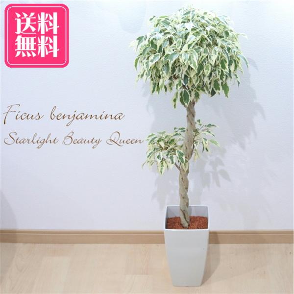 送料無料 ベンジャミン スターライト ビューティークイーン フィカス 6号鉢 観葉植物 インテリア Seniorconnections Stl