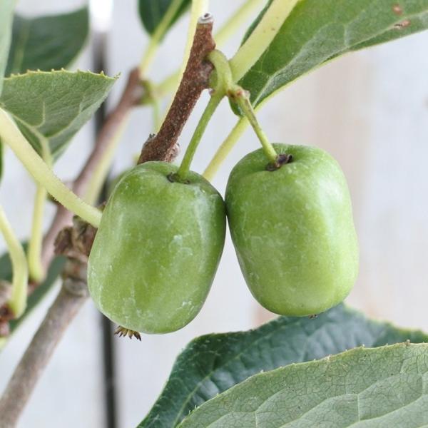 日本花キ流通 サルナシ鉢植え オオミサルナシ 5号鉢 実付き 苗木