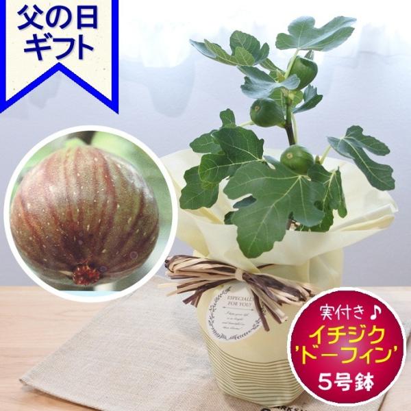 父の日ギフト イチジク鉢植え ドーフィン 5号鉢 実付き 送料無料 いちじく 無花果 ギフト 贈り物 プレゼント Z 701 001 フラワーネット日本花キ流通 通販 Yahoo ショッピング