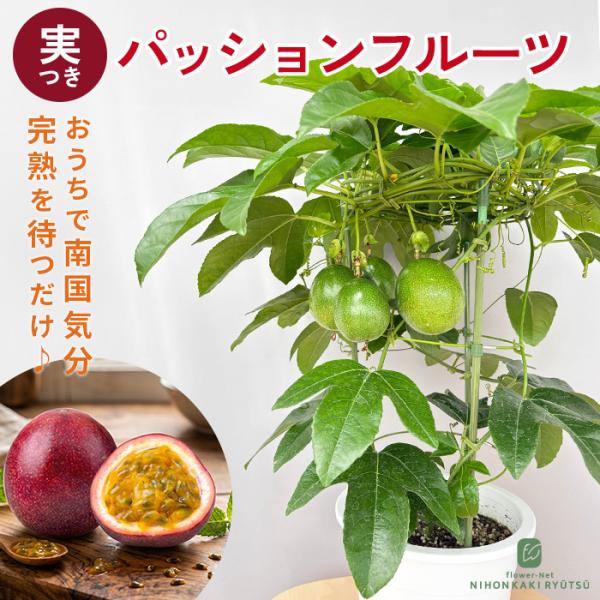 日本花キ流通 パッションフルーツ 6号鉢 実付き 3球以上 送料無料