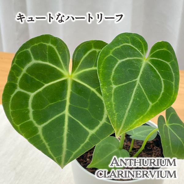 【✳︎】アンスリウム　クラリネルビウム　観葉植物　ハイドロカルチャー　希少品種 ✳︎】アンスリウム クラリネルビウム 観葉植物 ハイドロ