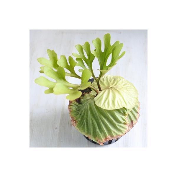 プラティセリウム リドレイ コウモリラン 5号鉢 店舗 ビカクシダ 観葉植物