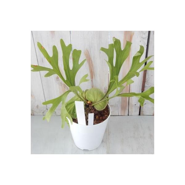 プラティセリウム リドレイ コウモリラン 5号鉢 店舗 ビカクシダ 観葉植物