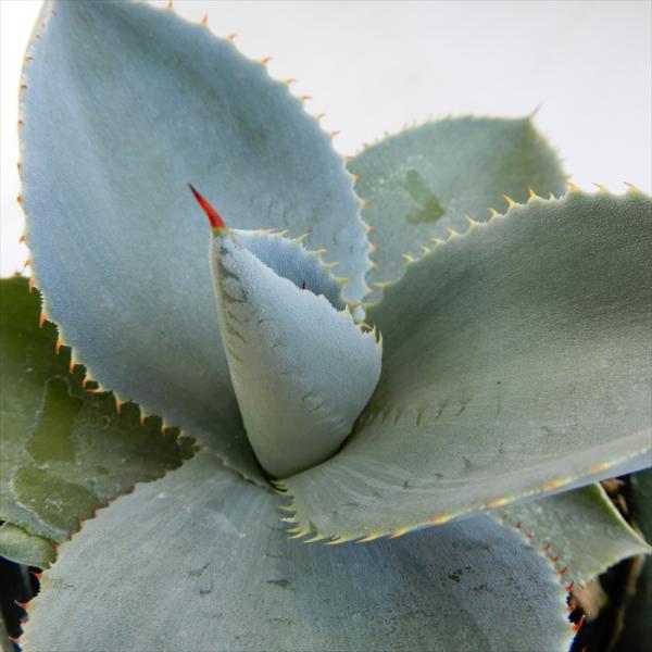 多肉植物 Caアガベ ピグマエア ドラゴントゥース 多肉植物 アガベ 10 5cmポット Buyee Buyee Japanese Proxy Service Buy From Japan Bot Online