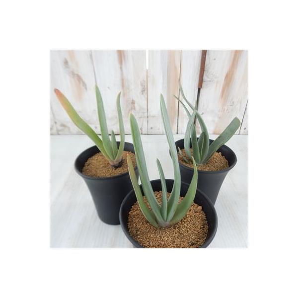 多肉植物 Osアロエ 扇状の原種アロエ プリカティリス 感謝価格 おもしろ多肉植物