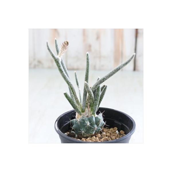 多肉植物 Caアストロフィツム カプトメデューサ 多肉植物 アストロフィツム 9cmポット Indicare