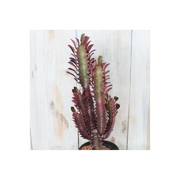 日本花キ流通 多肉植物 sdユーフォルビア 紅葉彩雲閣 多肉植物