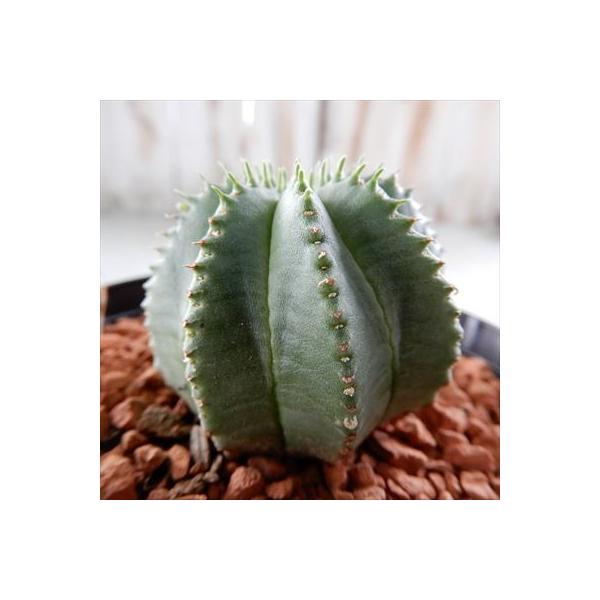 A sd[tHrA JI wbg A R[fbNX 9cm|bg