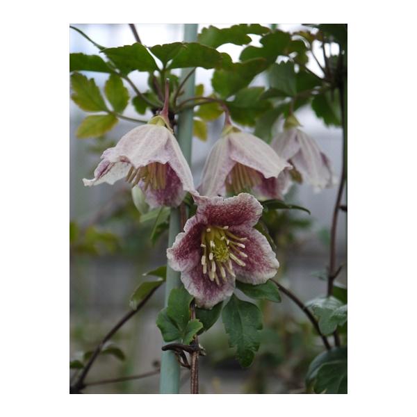 flower-net_z180913-601-006