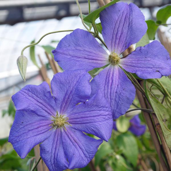 クレマチス 苗 パールダズール ジャックマニー系 2年生株 充実大株