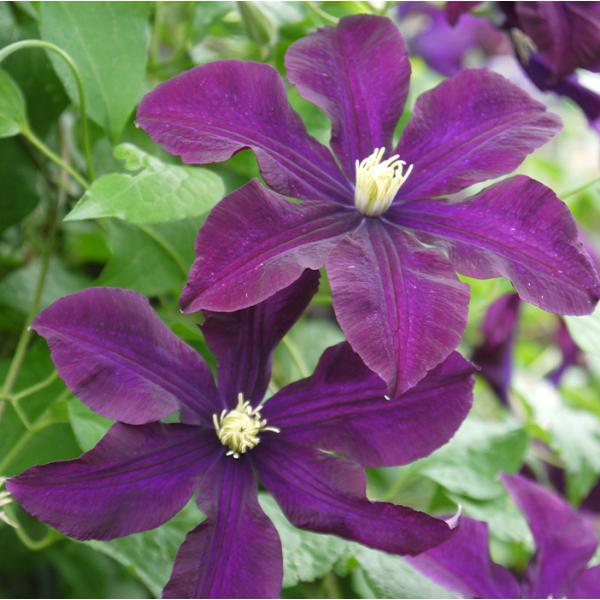 クレマチス２苗セット 予約販売 クレマチス 苗 ワルシャワニキ ジャックマニー系 2年生株