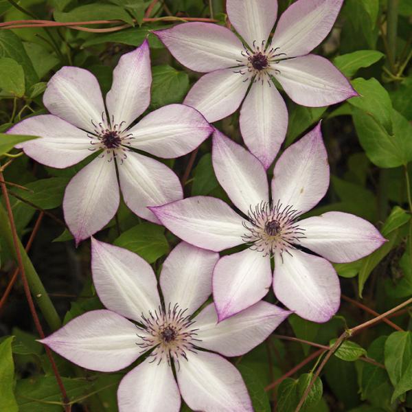 予約販売 充実大株クレマチス 苗 フォンドメモリーズ フロリダ系 2年生株 12cmポット地植えok 3月上旬以降発送 Z 601 069 フラワーネット日本花キ流通 通販 Yahoo ショッピング