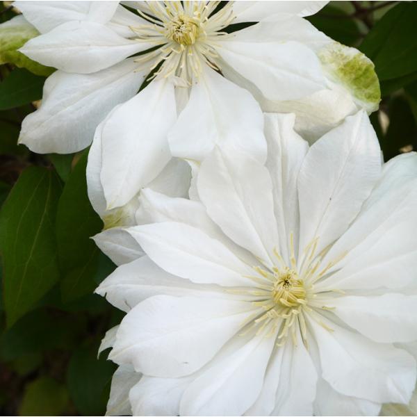 予約販売 クレマチス 苗 雪おこし 原種パテンス系 2年生株 充実大株