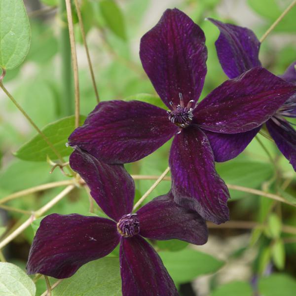 クレマチス　セール中‼️　プロフ必読‼️ 予約販売 クレマチス 苗 シルエット ビチセラ系 2年生株 12cm