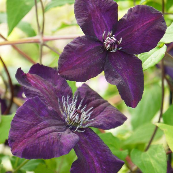 クローシュテ・プライド クレマチス 苗 クローシュテ・プライド クレマチス 苗