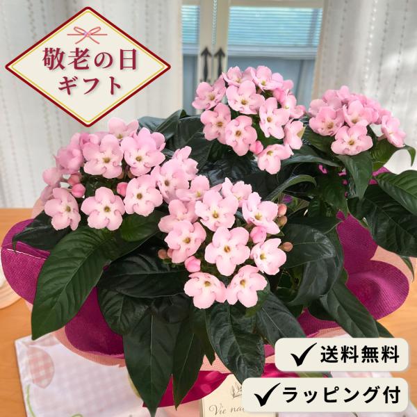 送料無料 鉢植え 花 生花の人気商品 通販 価格比較 価格 Com
