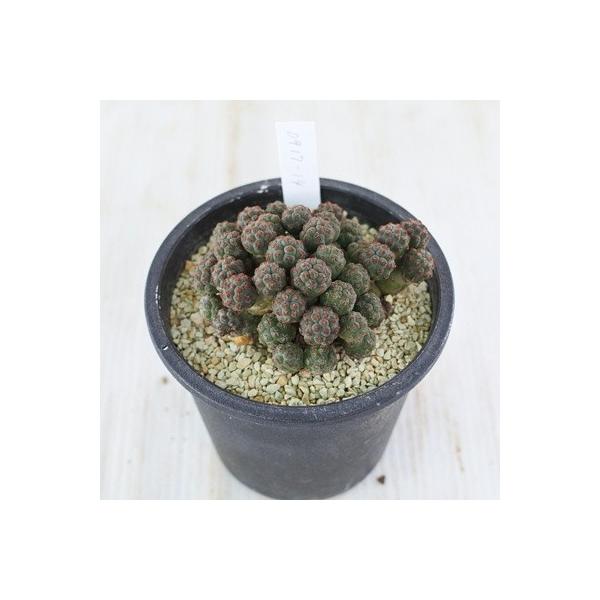 多肉植物 Caプナ ボンニアエ 0917 14 多肉植物 サボテン 現品販売 Indicare Co In