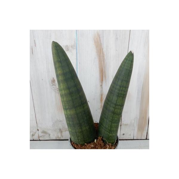 サンスベリア オバケ 3 5号鉢 インテリア 観葉植物 サンセベリア Indicare Co In