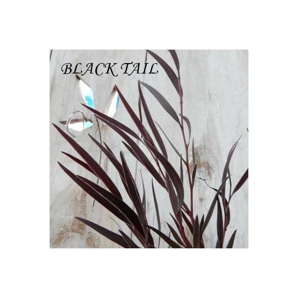 ユーカリ 苗 ブラックテイル 9cmポット 黒ユーカリ シンボルツリー 苗木 花木 ハーブ苗 Herb