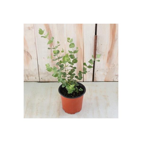 ユーカリ グニー シルバードロップ 3 5号鉢 観葉植物 ハーブ Buyee Buyee Japanese Proxy Service Buy From Japan Bot Online