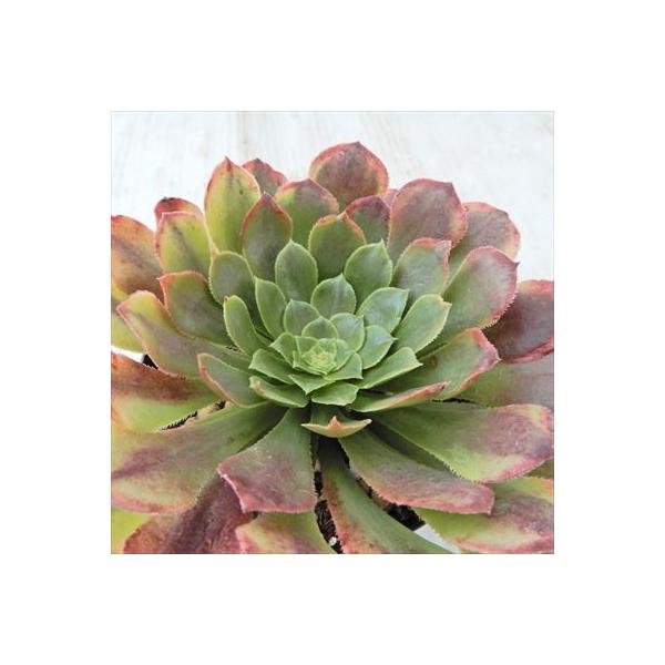 多肉植物 Swkアエオニウム フェスティバル 多肉植物 アエオニウム 7 5cmポット Buyee Buyee Japanese Proxy Service Buy From Japan Bot Online