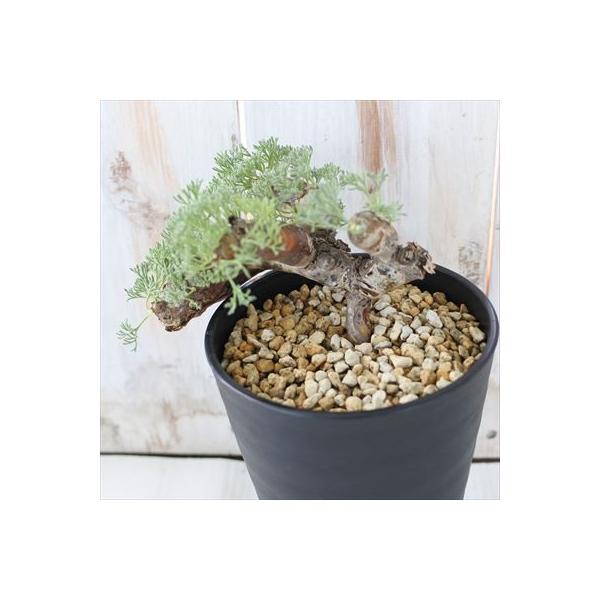 日本花キ流通 多肉植物 caサルコカウロン ムルチフィズム 1022-13 4号