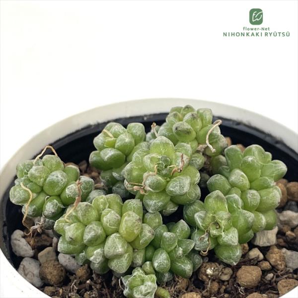 日本花キ流通 多肉植物 hmアナカンプセロス フィラメントーサ 多肉植物