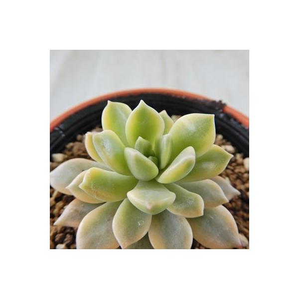 日本花キ流通 多肉植物 hmセデベリア マッコス錦 セデベリア 6cm 日本花キ流通 多肉植物 hmセデベリア マッコス錦 セデベリア 6cm