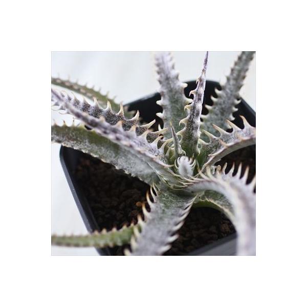 多肉植物 Caデッキア 現品販売 Dyckia Arizona 1109 09 多肉植物 ディッキア ブロメリア 3