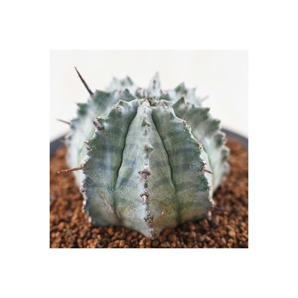 日本花キ流通 多肉植物 osユーフォルビア ゲンコツホリダ おもしろ多肉