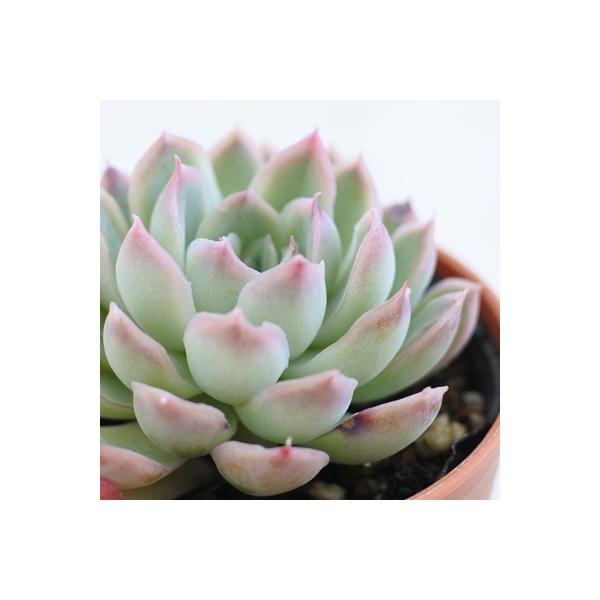 日本花キ流通 多肉植物 hmエケベリア 月影の宵 エケベリア 6cmポット