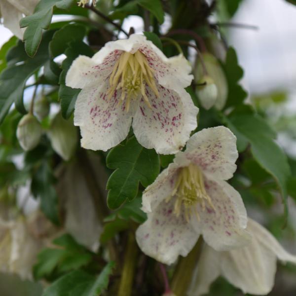 flower-net_z181219-601-003