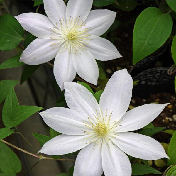 クレマチス パテンス系の人気商品 通販 価格比較 価格 Com