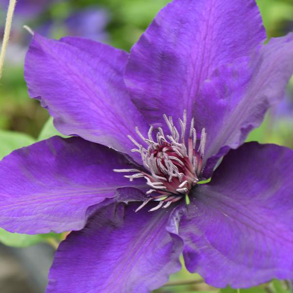 クレマチス ラヌギノーサ 江戸紫 花の苗