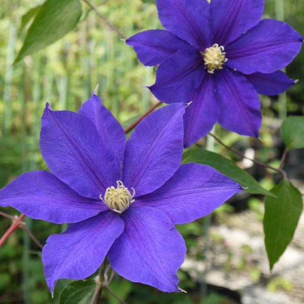 予約販売 クレマチス 苗 フラウミキコ ラヌギノーサ系 2年生株 充実大