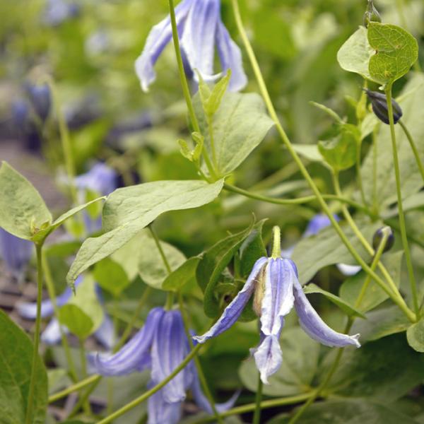 予約販売 クレマチス 苗 オルガ インテグリフォリア系 2年生株 充実大