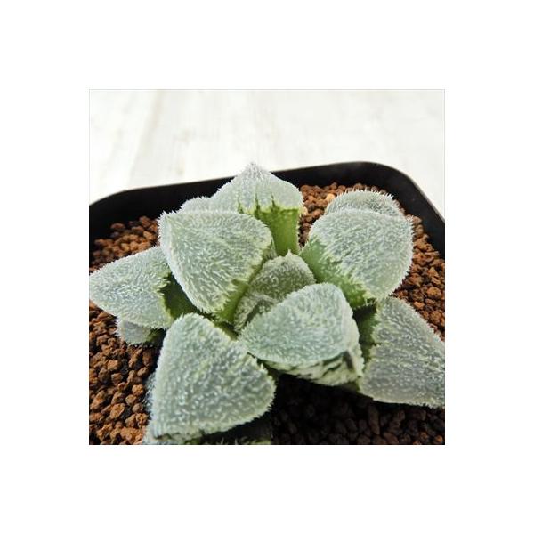値引き 多肉植物 Tkハオルチア 雪姫 7 5cmポット ハオルチア