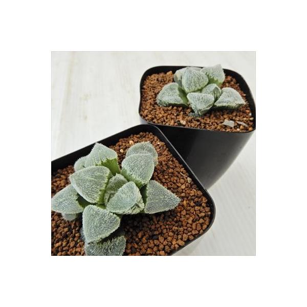 値引き 多肉植物 Tkハオルチア 雪姫 7 5cmポット ハオルチア