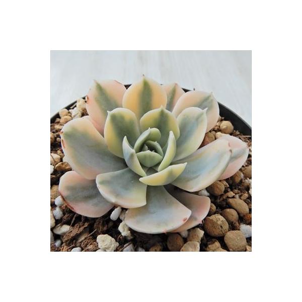 多肉植物 Swkエケベリア マカベアナローズ 多肉植物 エケベリア 7 5cmポット Thefilmcorner Eu