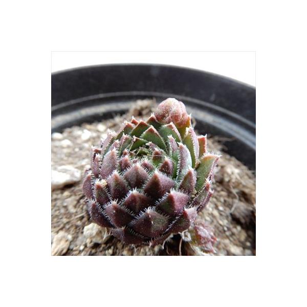 多肉植物 Grセンペルビウム ジョビバルバ アレナリア サン ヤコブ産 多肉植物 センペルビウム 7 5cmポット Circlehinternational