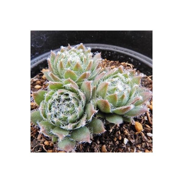 多肉植物 Grセンペルビウム ファジー ワジー センペルビウム 7 5cmポット