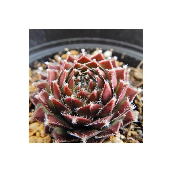 日本花キ流通 grセンペルビウム インジ 7.5cmポット : フラワーネット