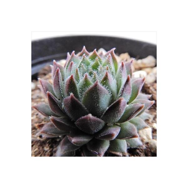 多肉植物 Grセンペルビウム 即納 パープル 7 5cmポット パッション センペルビウム