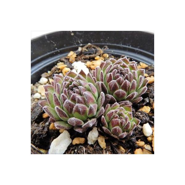 多肉植物 Grセンペルビウム モンタナム スポンダ産 原種 多肉植物 センペルビウム 7 5cmポット Timkaine Wideeyeclient
