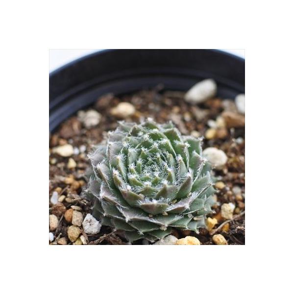 日本花キ流通 grセンペルビウム コーネリア 7.5cmポット : フラワー