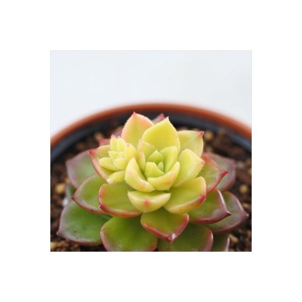 ■日当たり春秋型種10℃〜25℃の過ごしやすい季節によく生長し、暑すぎたり、寒すぎる時期は休眠してしまいます。生長期：9月〜5月休眠期：6月〜8月■水やり1春・秋は日当たりがよく、雨が当たらない風通しの良い場所に置く2夏の直射日光は避ける3...